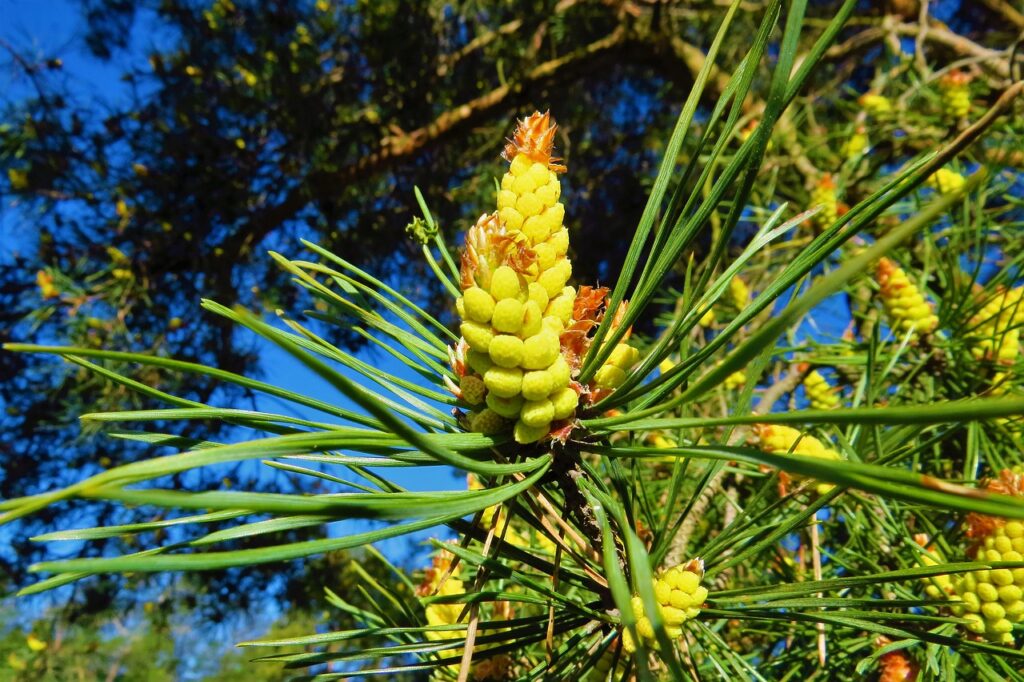 pine pollen powder benefits