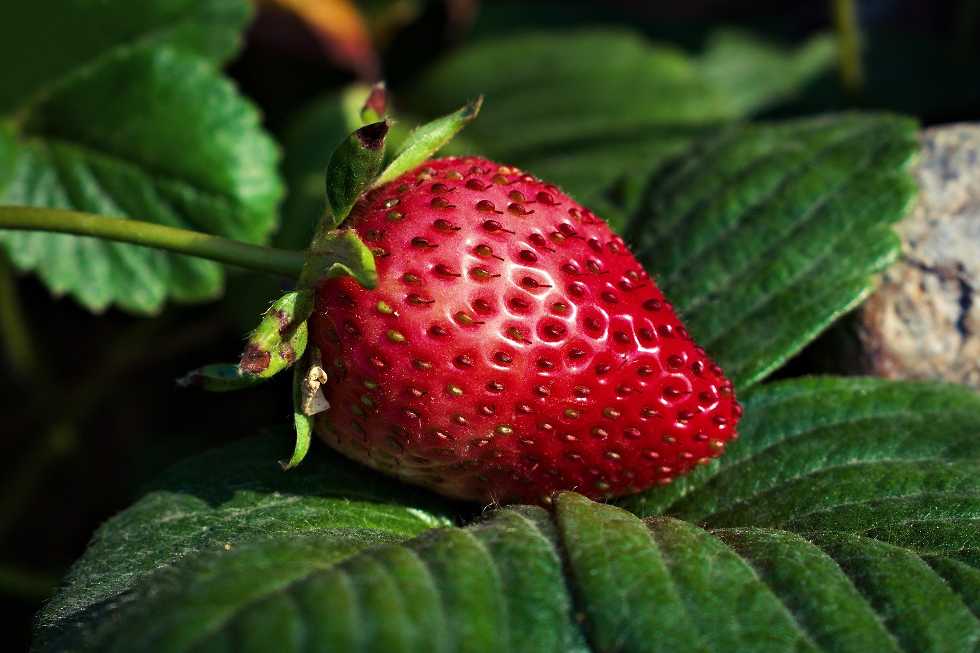 Strawberry Benefits