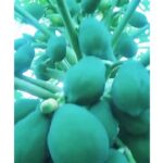 papaya plant for sale