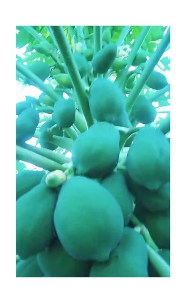 papaya plant for sale