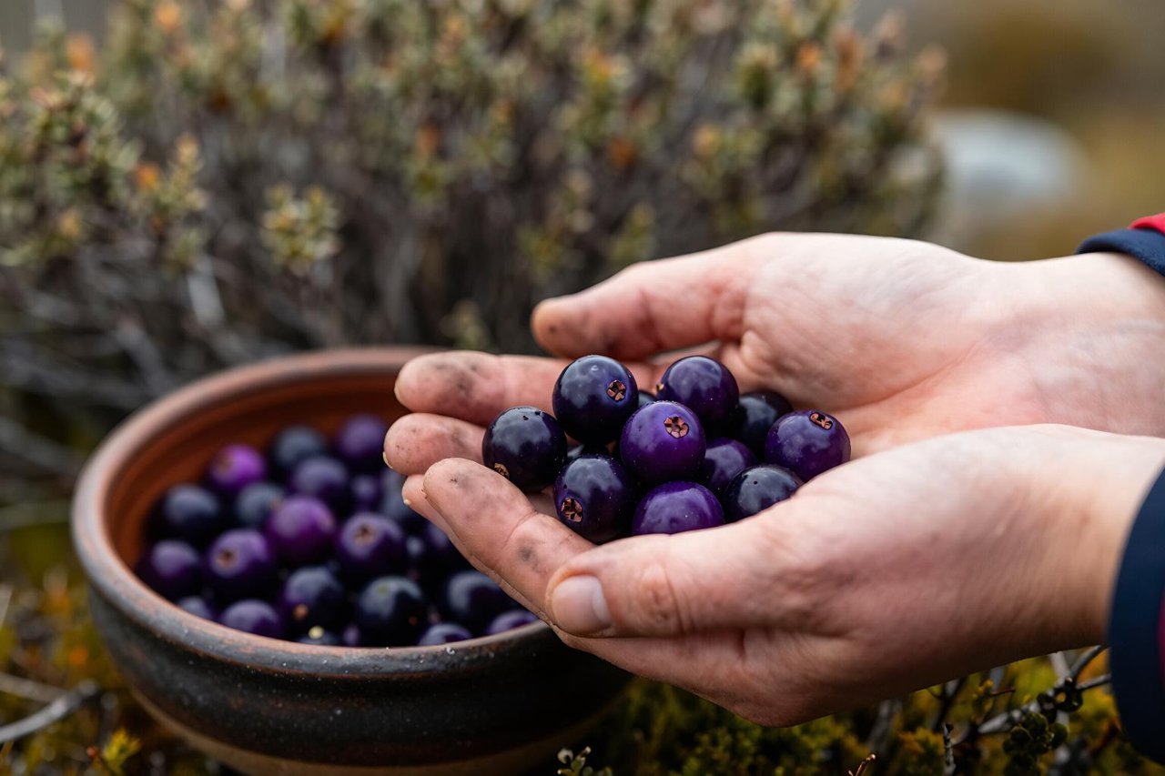 Maqui Berry Benefits: The Patagonian Berry With More Anthocyanins Than Blueberries